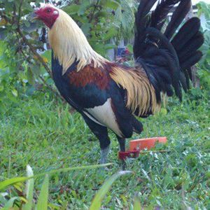 Meet your Posher, Jake